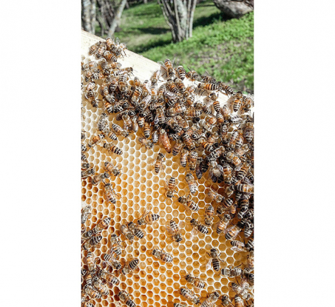 Bites un to apdraudējums
